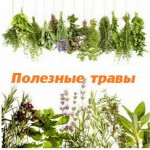Целебные травы