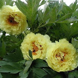 Пион древовидный Кинко С4