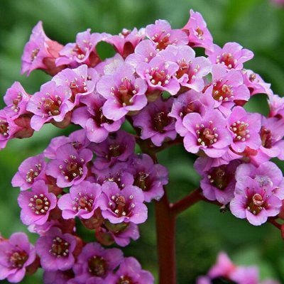 Многолетники от Colorline 2026! Предзаказ 30