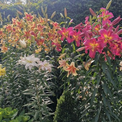 Лилии Colorline на весну 2026