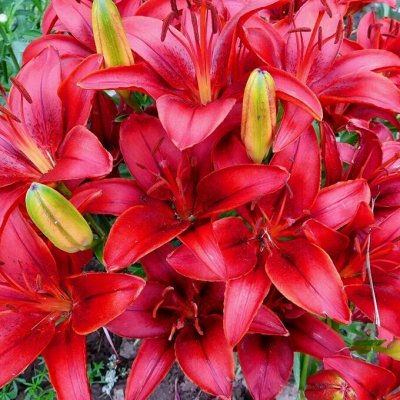 Лилии ОТ Colorline 2026! Предзаказ 30