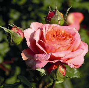 Роза чайно-гибридная Мэри Энн