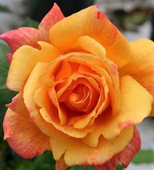 Роза чайно-гибридная Шаттер'з Голд (в тубе)