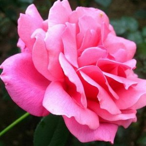 Роза чайно-гибридная Куин Ов Инглэнд (в тубе)