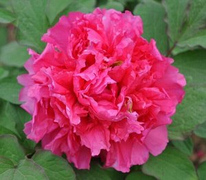 Алая Волна привитый пион (древовидный на корень травянистого)
цветок розовидный, крупный, темно-розовый с красным отливом. Побеги прочные, куст высотой до 150 см. Цветет в мае-июне, обильно.