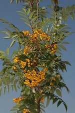 Рябина обыкновенная Autumn Spire