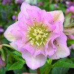 Морозник (Helleborus) Дабл Эллен Пинк, I