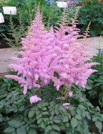 Астильба китайская Vision in Pink