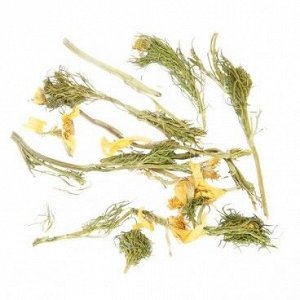 Адонис весенний (трава и цветы)