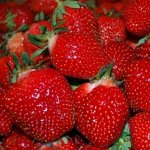 Земляника садовая Верити (Р9)