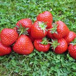 Земляника садовая Элеганс (Р9)