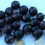 Черная Смородина Крупная Зотовой (1 летний саженец )