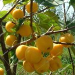 Ранетка  Янтарная (2-х летний саженец )