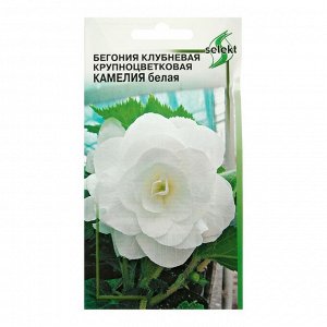 Семена цветов Бегония крупноцвет,клубневая  "Камелия", белая,   10 шт