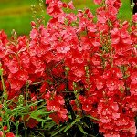 Сидальцея орегана Бриллиант