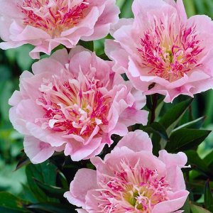 Ду Телл Цена указана за упаковку, количество луковиц в упаковке смотрим в колонке "Размер"
Классический цветок японского типа, внешние лепестки бледно-орхидейно-розовые, внутренние лепестки узкие,  бе