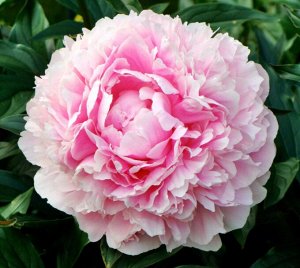 Пиллоу Ток Цена указана за упаковку, количество луковиц в упаковке смотрим в колонке "Размер"
Махровый, розовый, пушистый, диаметр цветка 20-25см, аромат средний, лидер среди розовых пионов