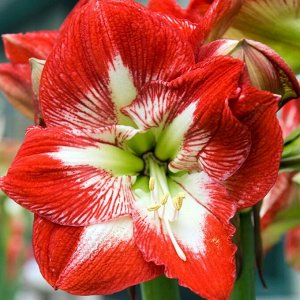 Минерва Цена указана за упаковку, количество луковиц в упаковке смотрим в колонке "Размер"
Минерва - высота растения 50-70 см, цветки красные с белым центром.