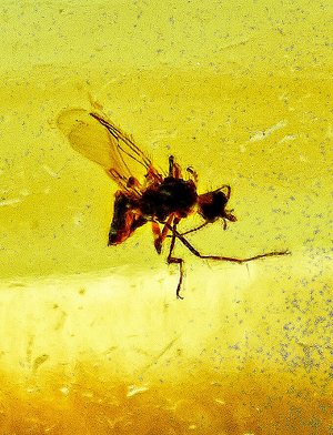 Чётки из натурального прозрачного янтаря лимонного цвета с инклюзами насекомых, 905711038