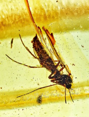 Чётки из натурального прозрачного янтаря лимонного цвета с инклюзами насекомых, 905711038