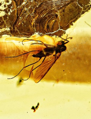 Крупные чётки из натурального цельного янтаря с включениями доисторических насекомых, 905711035