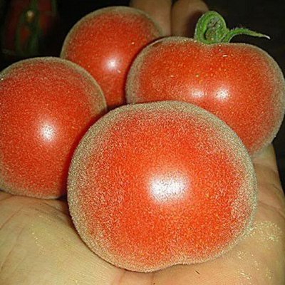 Томат пушистый как персик! Что посеешь-то и сорвешь