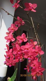 Phal. Buddha&#039;s Treasure