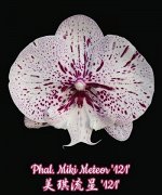 Phal. Miki Meteor &#039;121&#039;