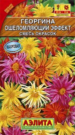 Георгина Ошеломляющий эффект, смесь окрасок (2022; 93.26.08)