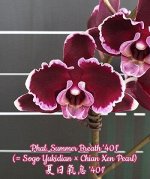 Phal. Summer Breath &#039;401&#039; (= Sogo Yukidian × Chian Xen Pearl)