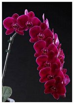 Phal. OX Black Face