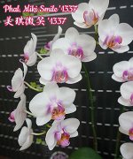 Phal. Miki Smile