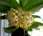 Gastrochilus japonicus
