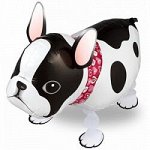 R372, MT201304 Шар-фигура ходячая, фольга, &quot;Собака. Бульдог&quot; (Falali) 24&quot;/61 см