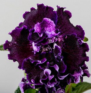 Акция ДЕТКА. Огромные фиолетовые густомахровые цветки. Цветоносы короткие. Сорт 2018 г.
