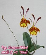 Psychp.(Pyp.) Mariposa &#039;Twins&#039;