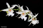 Dgmra. Winter Wonderland &#039;White Fairy&#039;