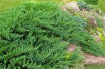 Можжевельник казацкий &quot;Tamariscifolia&quot; (10-15см).