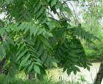 Орех маньчжурский (саженец +-30см).