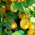 Крыжовник английский желтый