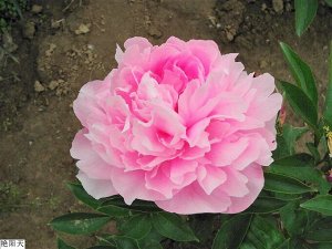 Blooming Life Летящий Журавль