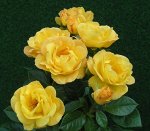 Роза флорибунда Артур Белл