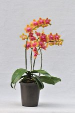 Phal.Brother Sara Gold