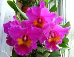 Blc. King of Taiwan &quot;Dashin #1&quot;