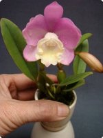 Cattlianthe Chian-Tzy Angel Land ‘CT- Mesha’.