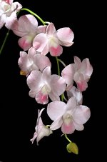Den.suwan peach