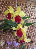 Blc.Alma Kee’’Tip Malee’’