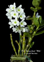 Den.Spring Jewel&#039;&#039;Miki&#039;&#039;