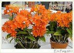 Blc.Young min Orange