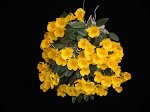 Dendrobium jenkinsii